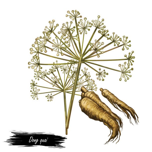 illustrations, cliparts, dessins animés et icônes de dong quai femelle ginseng angelica sinensis herbe appartenant à la famille apiaceae, indigène à la chine, illustration d’art numérique. racine brun jaunâtre de la plante récoltée en asie, plante de médecine chinoise. - angelica herb plant organic