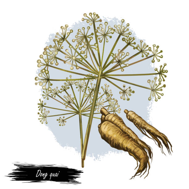 illustrations, cliparts, dessins animés et icônes de dong quai femelle ginseng angelica sinensis herbe appartenant à la famille apiaceae, indigène à la chine, illustration d’art numérique. racine brun jaunâtre de la plante récoltée en asie, plante de médecine chinoise. - angelica herb plant organic