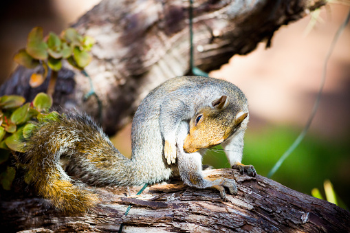 Grey squirrel sitting on a log feeding.
