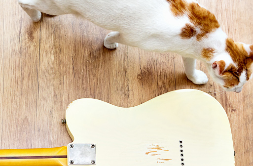 Ginger-and-white cat pads past a guitar lying face-down on the floor