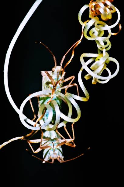 istock Mating insects on hands of vine. 1225562667