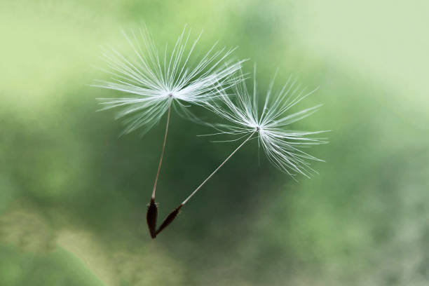istock White flying dandelion fluffs on a blurry green background. 1225562812