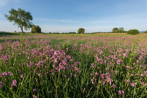 Landscape of a flowering meadow in France in spring
