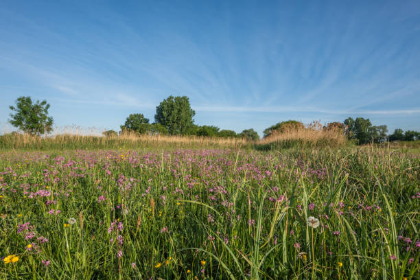 istock Landscape of a flowering meadow in spring 1225563395