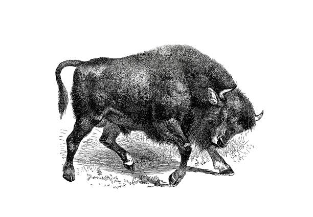Illustrations from the popular encyclopedia