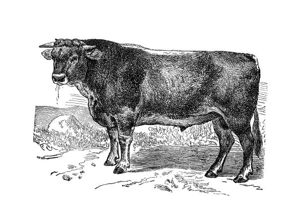 Illustrations from the popular encyclopedia