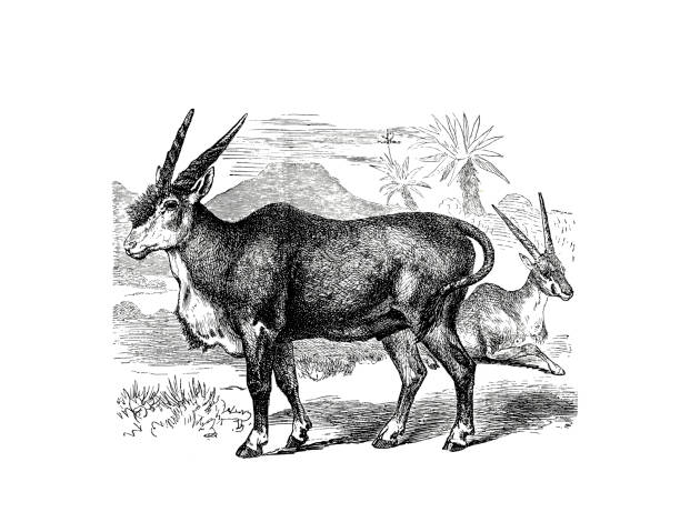 Illustrations from the popular encyclopedia