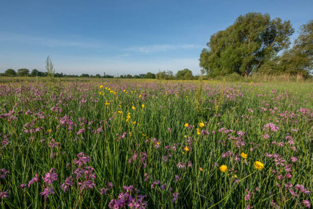 istock Landscape of a flowering meadow in spring 1225564258