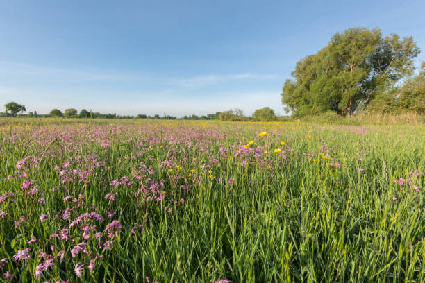 istock Landscape of a flowering meadow in spring 1225564558