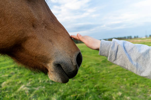 istock hand touches horse's head close up 1225564593