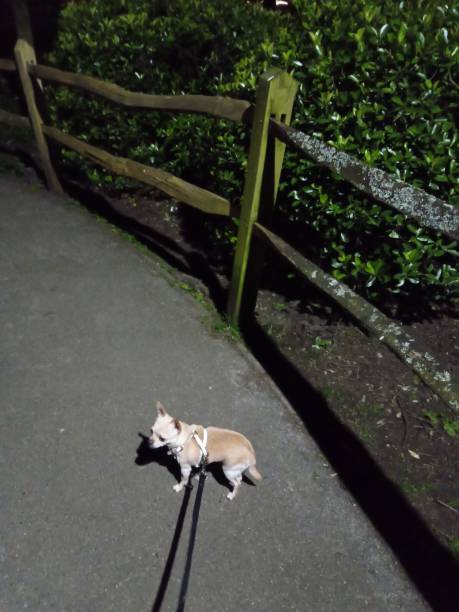 istock White Chihuahua Standing on Path at Night Cute 1225564683