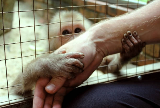 mono en una jaula abraza la mano de una persona fuera de la jaula. la mano de un hombre. - mascota exótica fotografías e imágenes de stock