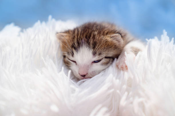 istock cute little newborn kitten on a white fluffy blanket. Pets 1225566078