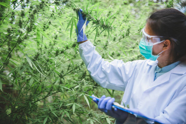 istock Female scientist checking and researched cannabis plants. marijuana  alternative herbal medicine concept. 1225566407