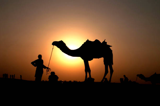 lonely camel rider galloping through the desert during sunset. Backlit, unrecognizable Person. 
