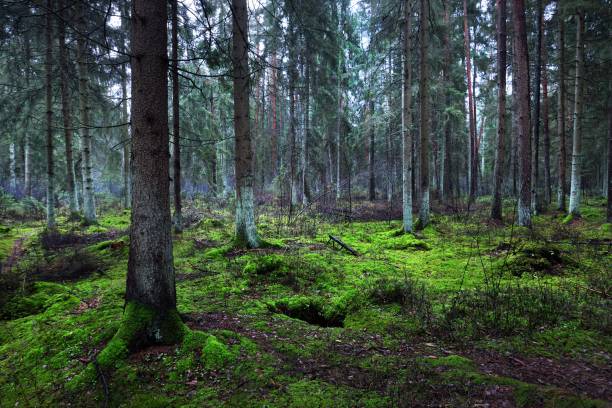istock A view of the misty evergreen forest, ancient tall pine tree trunks close-up. Moss on the ground. Dark landscape. Estonia 1225566719