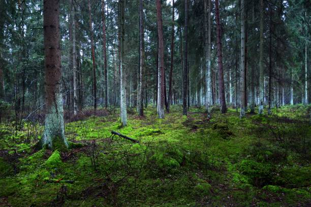 istock A view of the misty evergreen forest, ancient tall pine tree trunks close-up. Moss on the ground. Dark landscape. Estonia 1225566732