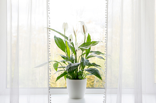 Aire que roza las plantas de la casa en el concepto de la casa. Spathiphyllum son comúnmente conocidos como escalofreas o lirios de paz que crecen en la olla en la habitación del hogar y la limpieza del aire interior. photo