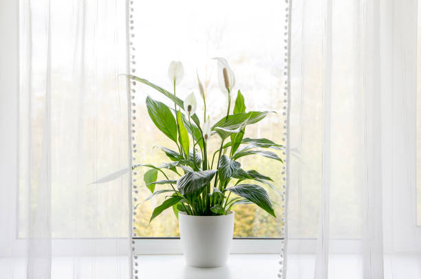 impianti per la casa di puryfing dell'aria nel concetto di casa. lo spathiphyllum è comunemente noto come spath o gigli di pace che crescono in vaso nella stanza di casa e puliscono l'aria interna. - translucent foto e immagini stock