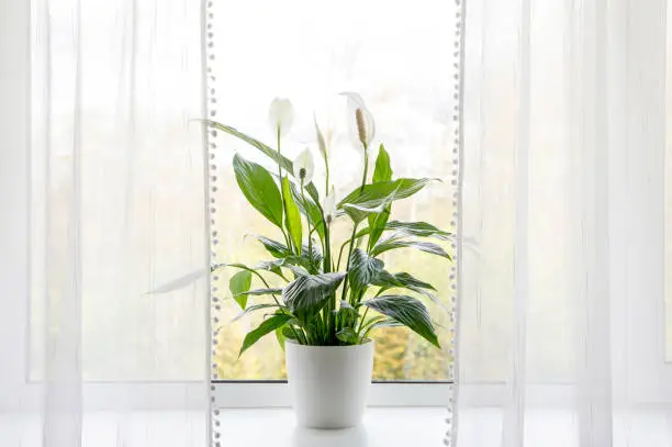 Photo of Air puryfing house plants in home concept. Spathiphyllum are commonly known as spath or peace lilies growing in pot in home room and cleaning indoor air.