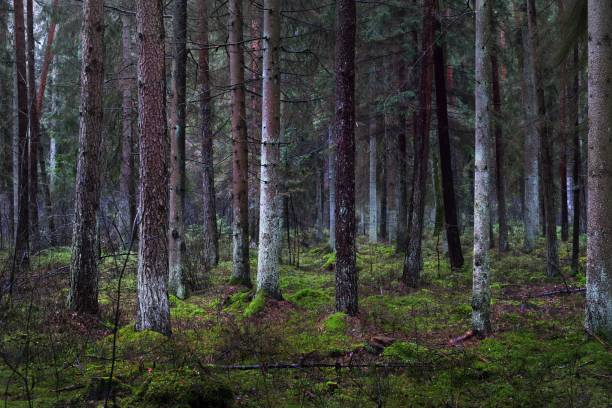 istock A view of the misty evergreen forest, ancient tall pine tree trunks close-up. Moss on the ground. Dark landscape. Estonia 1225566745