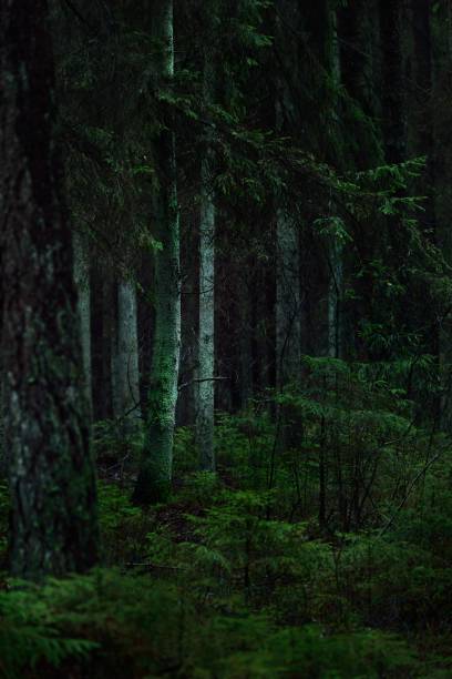 widok na mglisty wiecznie zielony las, starożytne wysokie sosny i pnie jodły z bliska. mech na ziemi. światło przepływające przez drzewa. mroczny krajobraz. estonia - mystery forest ecosystem natural phenomenon zdjęcia i obrazy z banku zdjęć