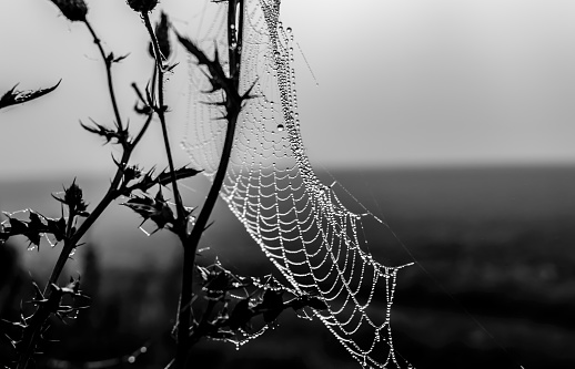 Black and white abstract of spider in fog