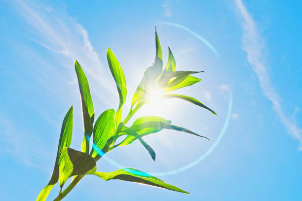 istock Beautiful leaves back-lit by a noon sun against the sky 1225568151