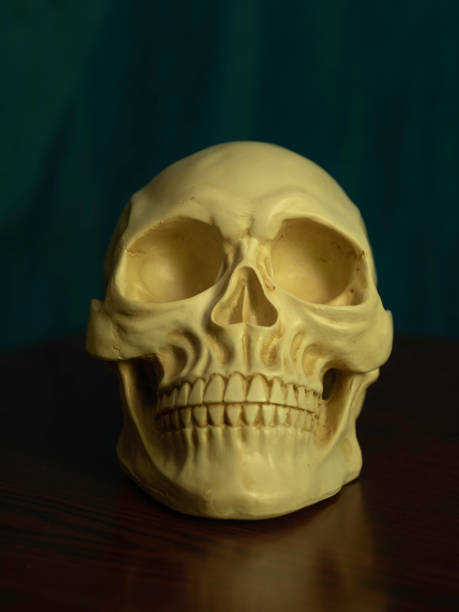 istock Human skull on blurred blue curtain backdrop, front view close up portrait 1225568745