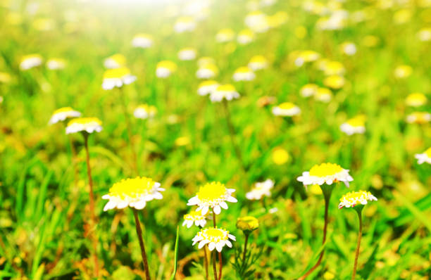 Daisies in abundance.