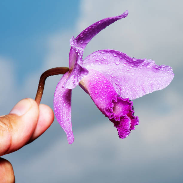 Orchid (Cattleya labiata) pink flower isolated on the sky background. Orchid (Cattleya labiata) pink flower isolated on the sky background. encyclia orchid stock pictures, royalty-free photos & images