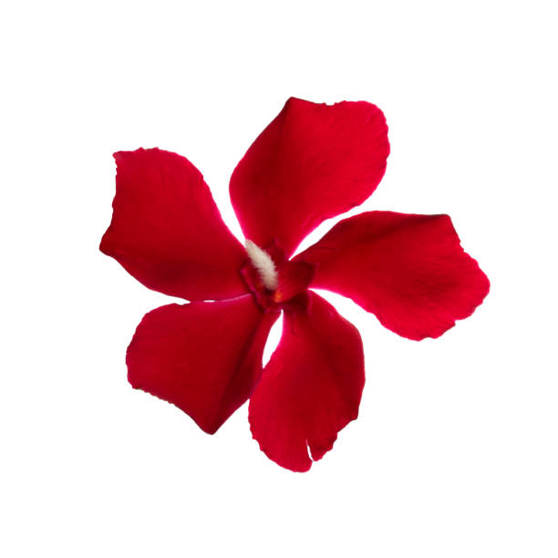 istock photo with flowers Isolated from a white background. 1225570731
