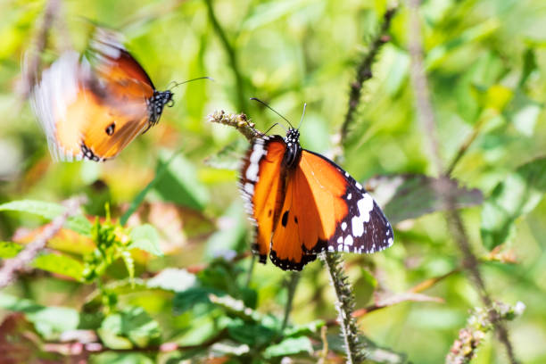istock Two butterfly on a flower, nature, garden flowers. 1225570841