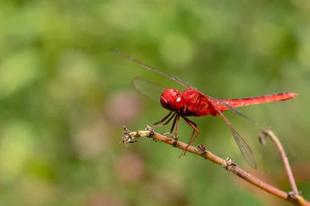 istock Image of dragonfly red perched on the grass top in the nature. 1225570886