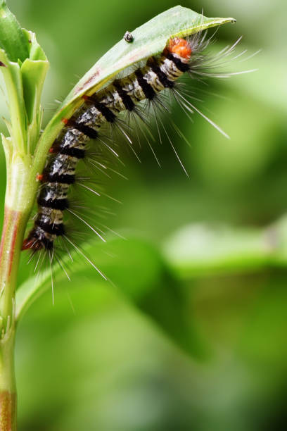 istock Caterpillar. in Southeast Asia,thailand 1225571039