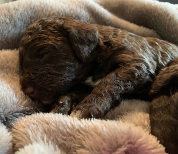 istock Newborn puppy 1225571866
