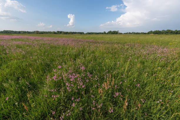 istock Landscape of a flowering meadow in spring 1225572582