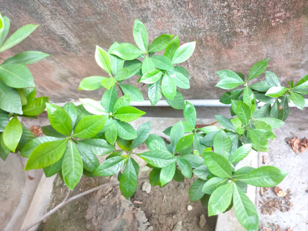 istock A small tree with lots of green leaf in another angle shot with selective focus, selective focus on subject, background blur 1225572596
