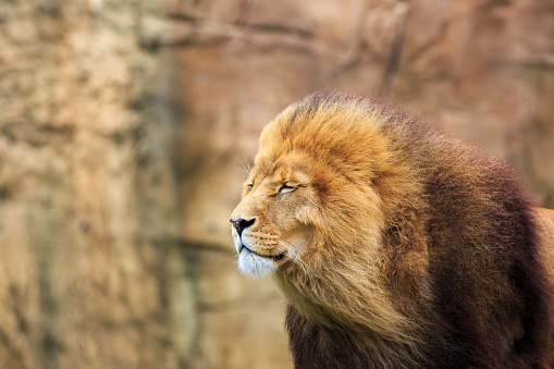 Male lion close up photo in nature