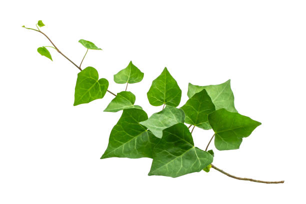 白い背景に切り取られたアイビーの葉 - 観葉植物 ストックフォトと画像