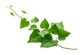 Ivy leaf cut out on white background