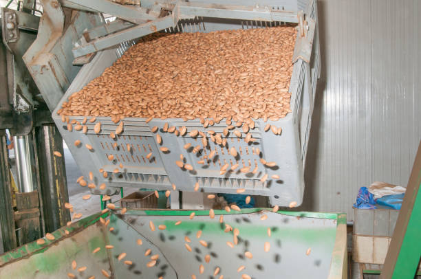 istock The working of almonds 1225573859