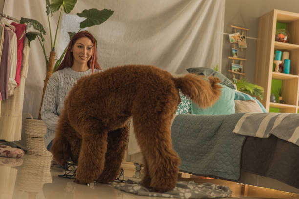 istock Smiling redhead playing with her brown poodle 1225574243