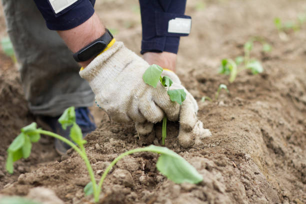 istock Male hands touches the seedlings with both hands. 1225574670