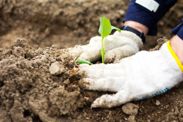 istock Male hands touches the seedlings with both hands. 1225574861