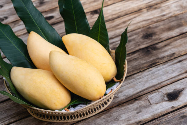 istock Tropical popular fruit, fully ripe mango fruits on rustic wooden table background, copy space 1225575072