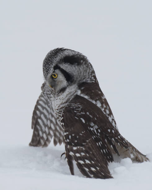 istock Northern Hawk Owl, Surnia ulula ulula 1225575210