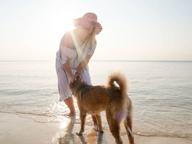 Laughing senior woman playing with a dog at seashore in sunlight Laughing senior woman playing with a dog at seashore in sunlight. contributor stock pictures, royalty-free photos & images