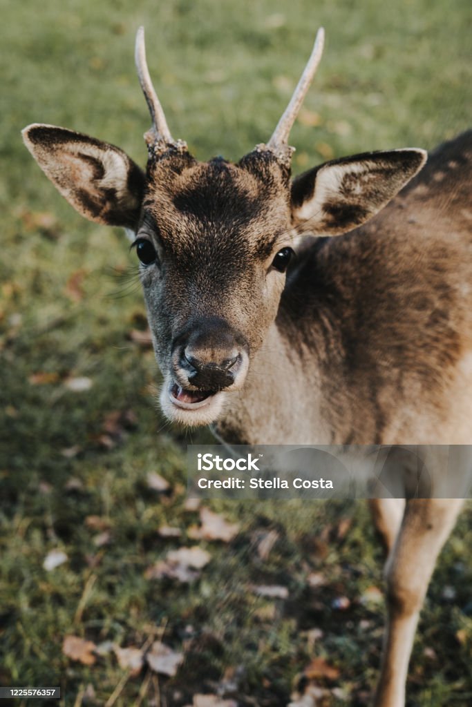 Young deer Young animal in the wild Animal Stock Photo
