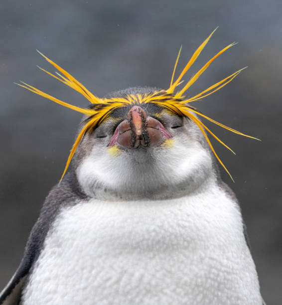 スリーピングロイヤルペンギン(ユーディプテスシュレゲリ) - nobody beak animal head penguin ストックフォトと画像